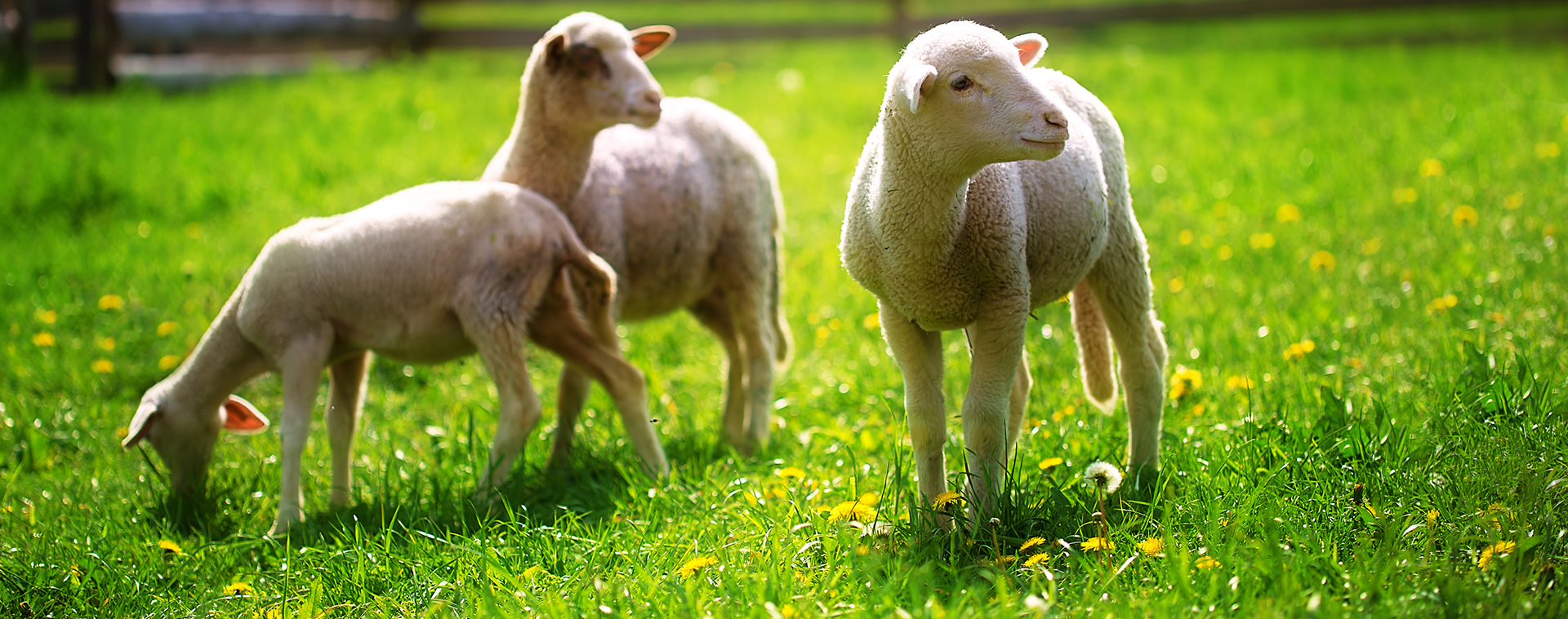 La Ferme au Carrau - Produits fermiers et laitiers bio du Gers