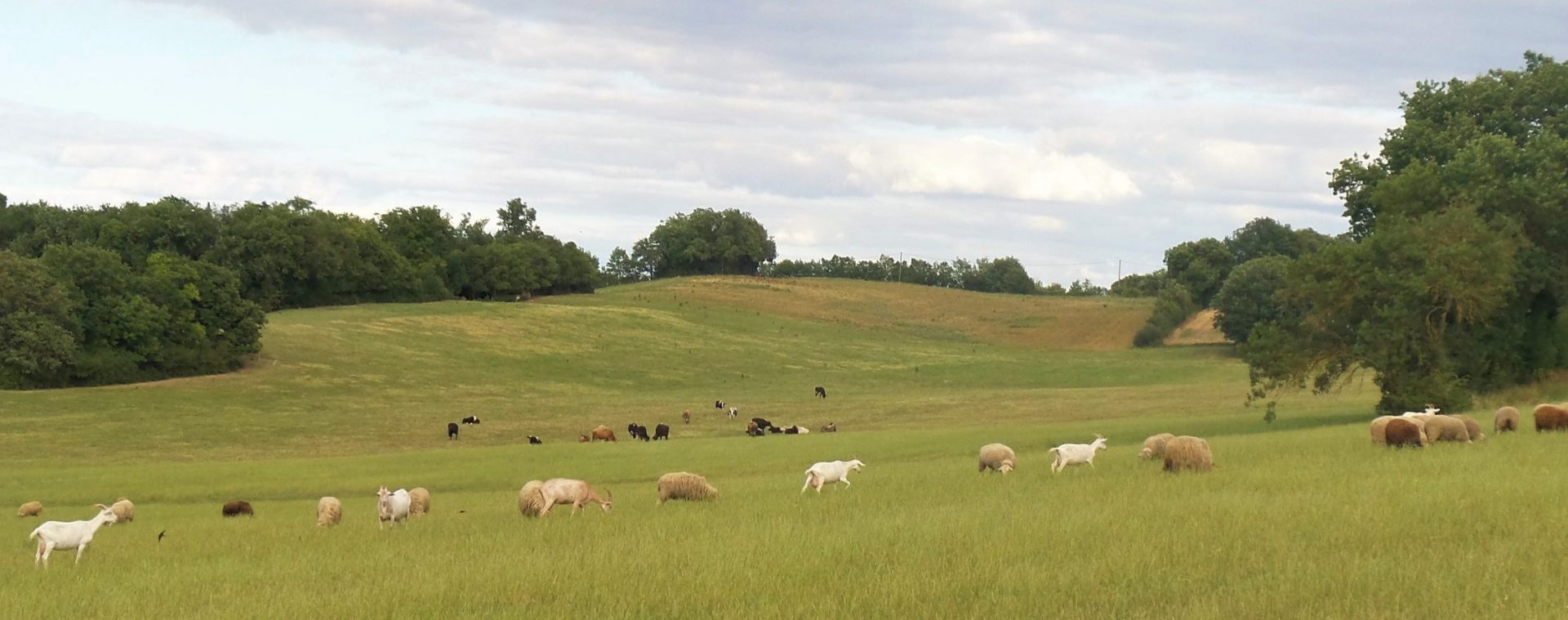 La Ferme au Carrau - Produits fermiers et laitiers bio du Gers