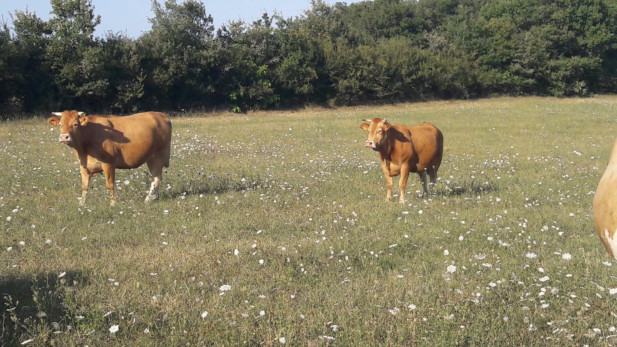 La Ferme au Carrau - Produits fermiers et laitiers bio du Gers