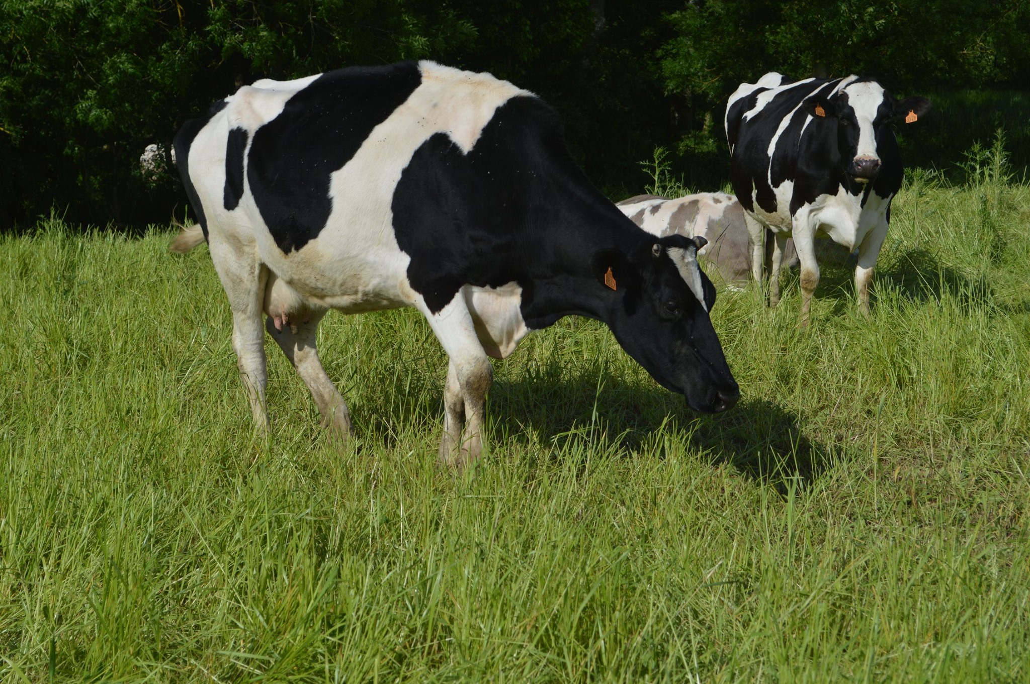 La Ferme au Carrau - Produits fermiers et laitiers bio du Gers