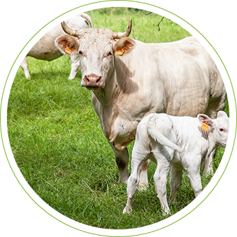 La Ferme au Carrau - Produits fermiers et laitiers bio du Gers